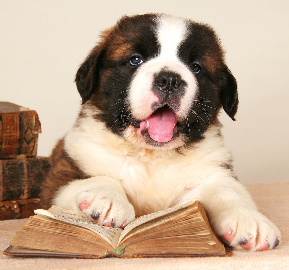 A Selection of Dog Books